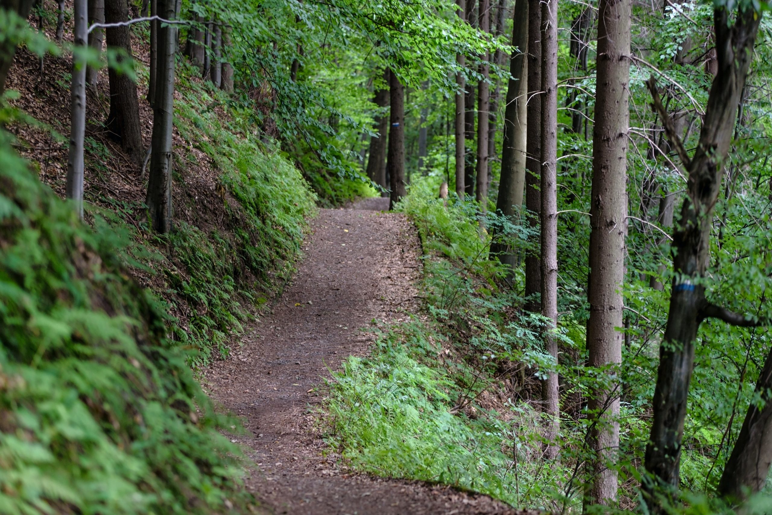 A wooded trail